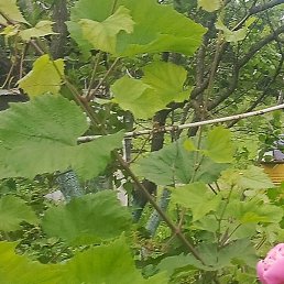 ���������, �����������, 68 ���