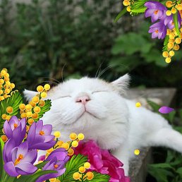 �������, ����, 54 ����