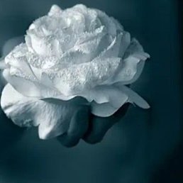 ����, ���, 49 ���