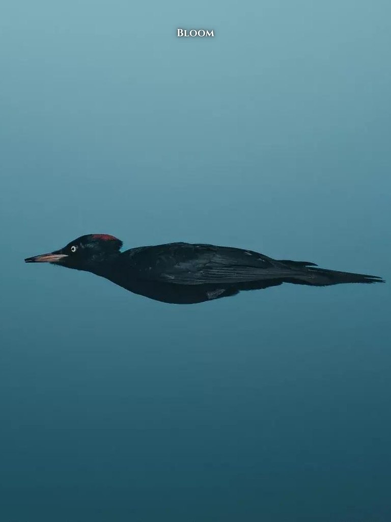 ac opca ce oo o ppo 2025  o acoa oe a  aa ... - 5