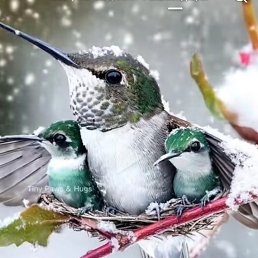 ���� Mara, ������, 44 ���� - ��������� 10 ������ 2024