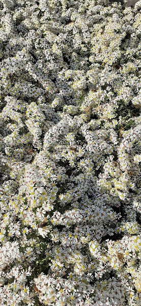 Арина, 56 лет Овен, Россия, Молдаванское Знакомства ID 53371250 ...