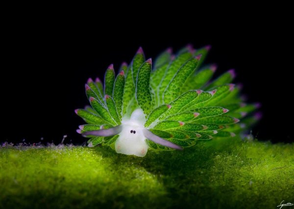 Морская овечка — морской брюхоногий моллюск Costasiella kuroshimae