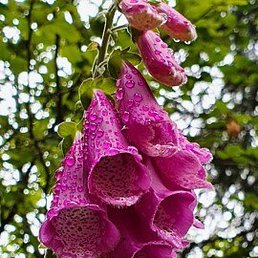 ����, ������, 71 ���