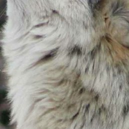 Baxa, �����������, 37 ���