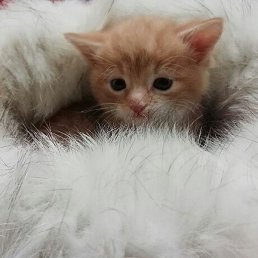 ��������, ������, 45 ���