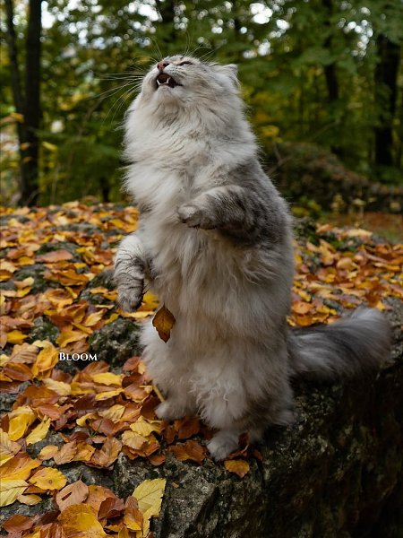  !       ,        ... - 6