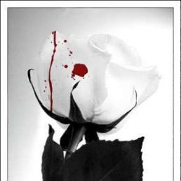 ����, ����, 41 ���