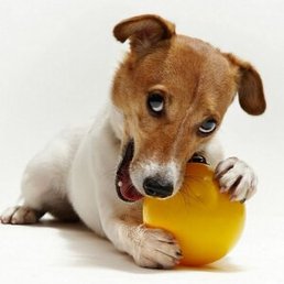 ����, ������, 54 ����