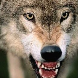 ���, ������, 101 ���