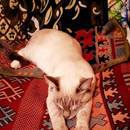 ����, ������, 55 ���