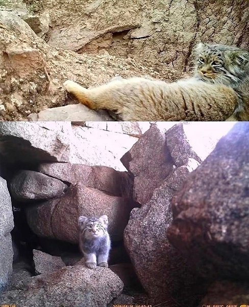 Я обожаю смотреть кадры с фотоловушек. Посмотрите со мной, пожалуйста, они классные! - 9