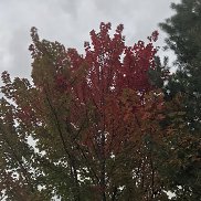 �����, 30 ���, ������