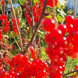 ���� Kjetil, ����, 63 ���� - ��������� 3 ������� 2025