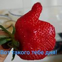 ���� Vl@d, ������� - ��������� 1 ���� 2026 � ������ ���������...�