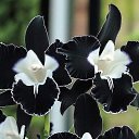 ���� Gabi, ������ - ��������� 10 ������� 2025 � ������ ���� ����������