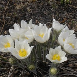 �������, ������, 51 ���