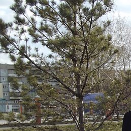 �����, ��������, 50 ���