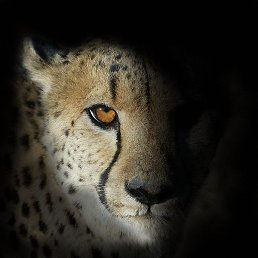 ����� :-), ������, 56 ���