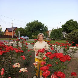 �����, ����, 65 ���