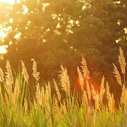 �������, ������, 26 ���