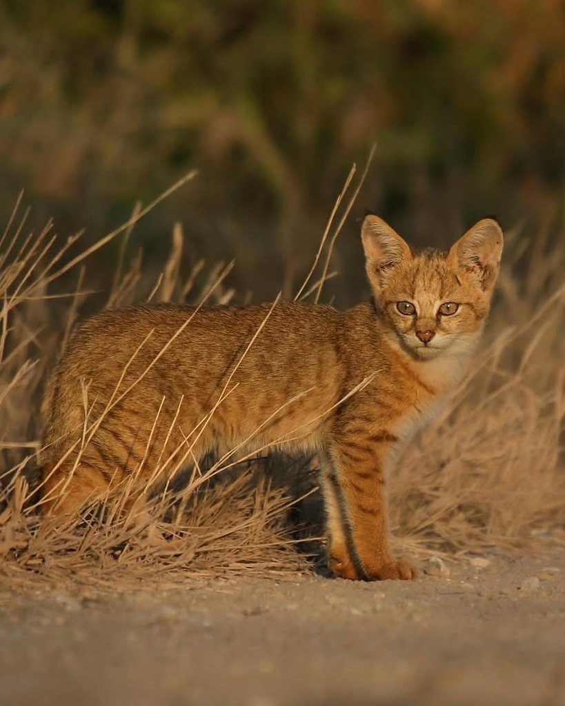 Удивительные кадры диких камышовых котов из Индии от Урмила Джхавери. - 3
