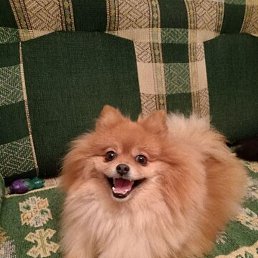 �������, ������, 26 ���