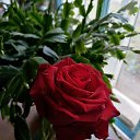 ���� ��������, ������, 79 ��� - ��������� 27 �������� 2025 � ������ ���� ����������