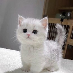 ������, ������