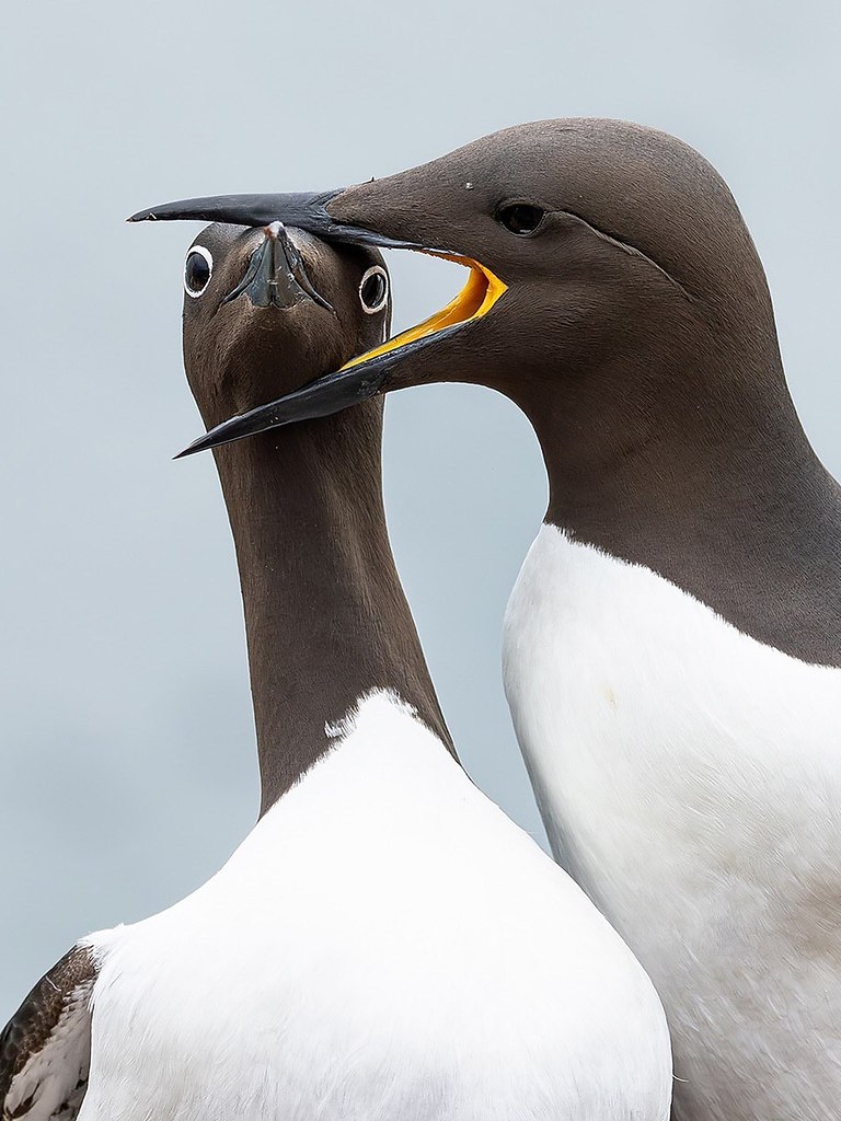 ������ Nikon Comedy Wildlife Awards �������� ����������� 2025 ����, ���������� �������� ����� ... - 5