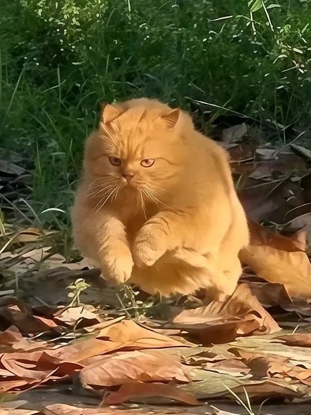        .   ,    ,    ... - 2