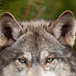 ���� �������� ���������, ������, 29 ��� - ��������� 21 ������� 2024