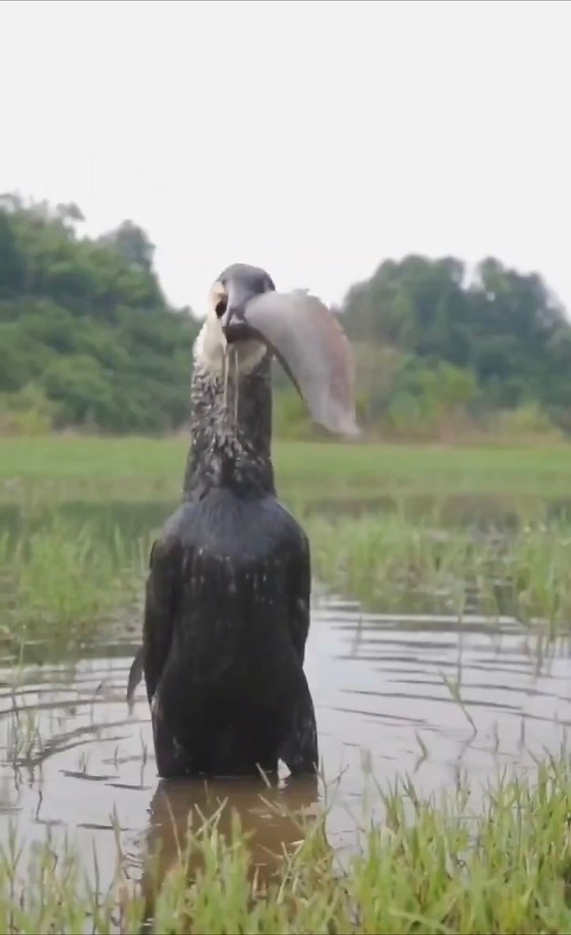   e , oa ooe: oe ac  epec aaa  o cocoe poo o ... - 2