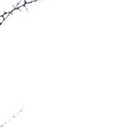 �������, 38 ���, �����