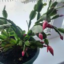 ���� ������, ������ ��������, 62 ���� - ��������� 2 ����� 2024 � ������ ���� ����������