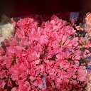 ���� Svetorada, ��������� - ��������� 5 ��� 2025 � ������ ������ ��������