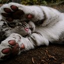 ���� ��������, �����, 39 ��� - ��������� 19 ������ 2025 � ������ ���� ����������