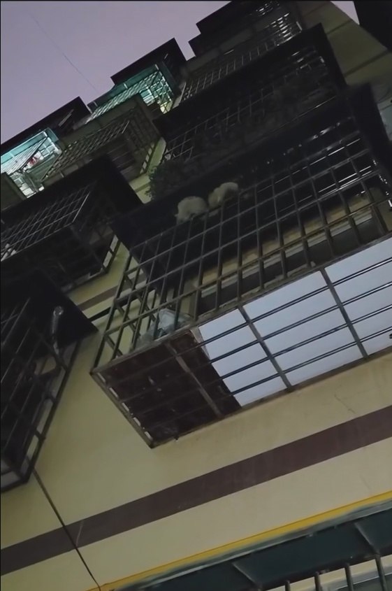 Очевидцу удалось запечатлеть на видео редчайший вид китайского пушистого дракона - 2