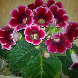 N, ������, 32 ����