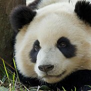 �������, 50 ���, ��������