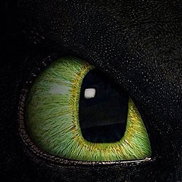 �����, ������, 40 ���