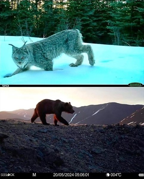 Я обожаю смотреть кадры с фотоловушек. Посмотрите со мной, пожалуйста, они классные! - 6
