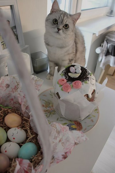 В каждом доме на Пасху должен быть кулич… и один пушистый главный! - 2