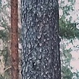 ������, ���������, 62 ����