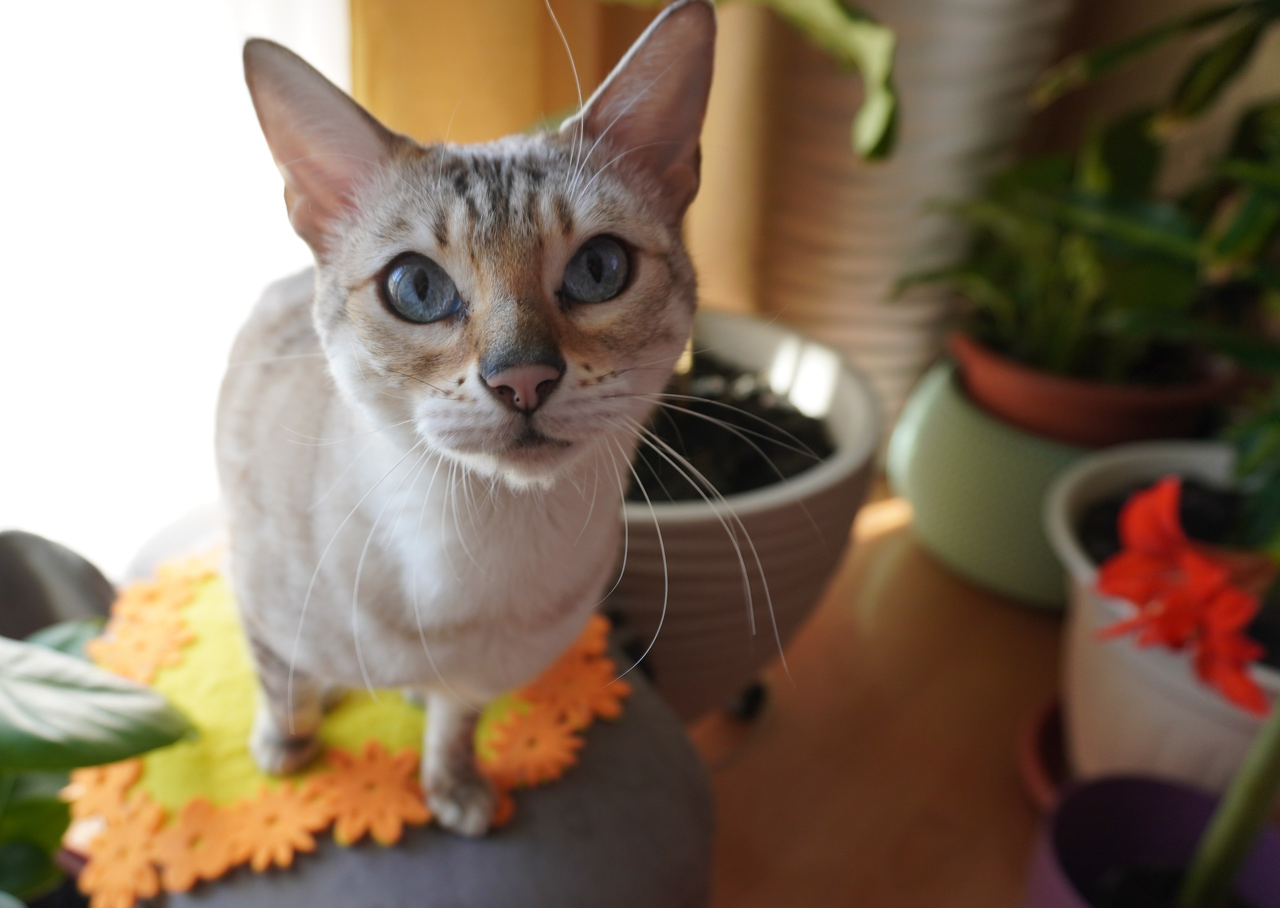 Uegenia Seidel - 6  2025  19:35