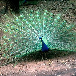 ���- �����, ������