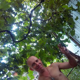 ������, 41 ���, ��������