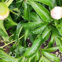 ����, ���, 40 ���