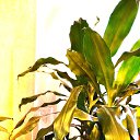 ���� Uegenia, ʸ���, 65 ��� - ��������� 22 �������� 2025 � ������ ���� ����������
