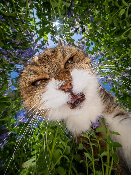 Котики такие: